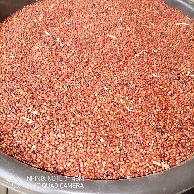guinea corn